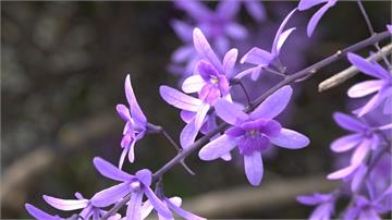 中寮「錫葉藤」盛開 綿延80米紫色花牆美番