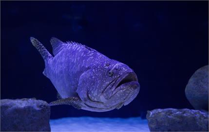 2021野生動物攝影獎出爐！石斑魚海底體外受精「爆炸般瞬間」成首獎