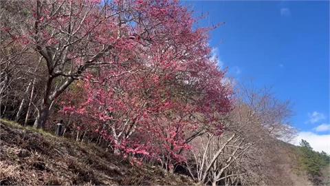 武陵農場"河津櫻"提前報到! 綻放3成搶先迎賓