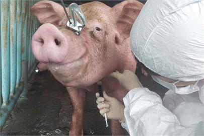 快新聞／台灣傳統豬瘟疫苗7月起停止接種　挑戰申請「非疫區」國家