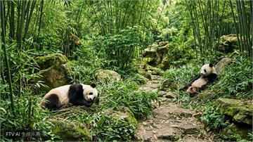 中國重啟貓熊外交　送兩隻大貓熊赴美展開10年旅程