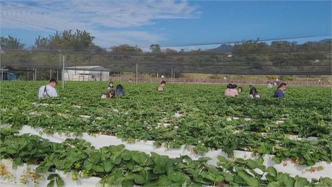 元旦連假適逢大湖草莓季　產量減、人潮稀落