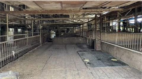 快新聞/梧棲案場還有3處驗出「非洲豬瘟病毒陽性」 專家:不應再養豬