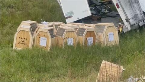 美國密西西比州嚴重交通意外　運猴車翻覆　實驗恆河猴四竄