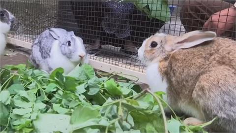 北朝鮮鎖國防疫貿易傷　全民養兔吃兔以草換肉