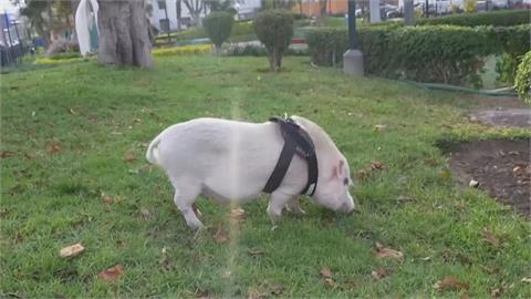 秘魯粉紅小豬逛公園成焦點　飼主盼透過「遛豬」推動反物種歧視
