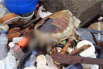 今年第四死！ 海龜屍體隨垃圾沖上岸