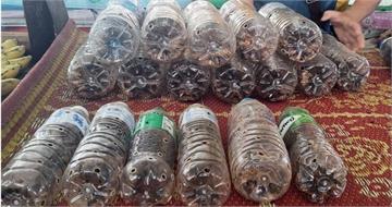 季節限定美食？泰國市場賣肥美蟋蟀　2000隻上架不到10分鐘被搶光