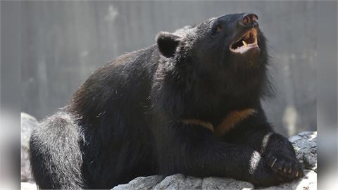 熊害頻傳!日本年度漢字「熊」 AI熊真假難辨地方政府都被騙