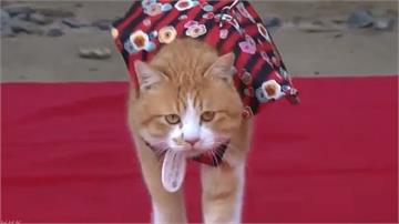 日本松山城推觀光 榮譽城主「野貓」就任