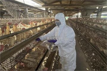 彰化芬普尼毒蛋抽驗結果出爐　首波15場牧場「均未檢出」