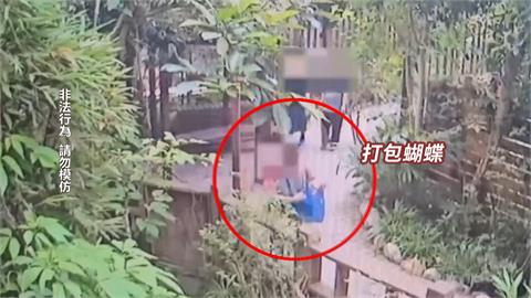 啥？動物園偷「5蝴蝶、1豆娘」　他靠汗水吸引打包帶走