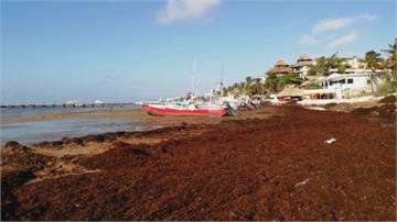 馬尾藻密布沙灘飄怪味 坎昆沙灘生態受影響