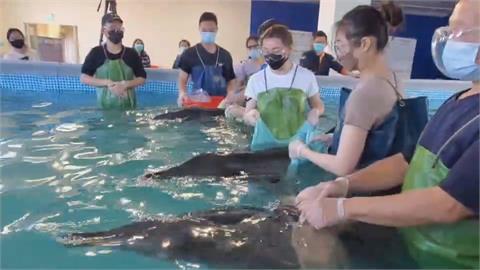 患「潛水伕病」無法救治　八里3隻擱淺海豚野放
