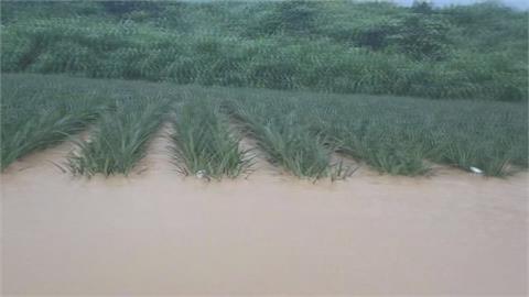 728豪雨屏東農損近億元居冠　鳳梨和香蕉最嚴重