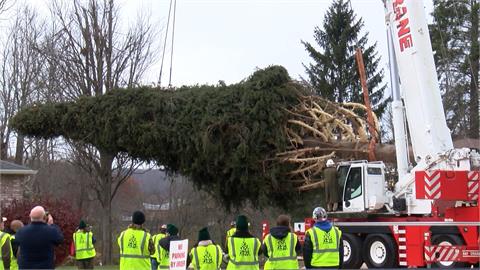維斯塔小鎮12噸重挪威雲杉中選　成為紐約「洛克斐勒中心」耶誕樹
