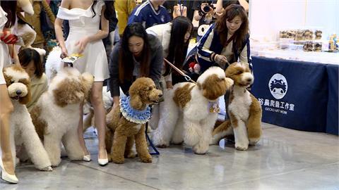 異言堂(影)／340萬飼主必看　高齡貓狗花費高　財務需設停損點