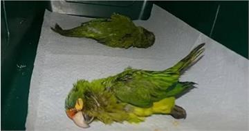 他辯稱「鼠蹊部異常隆起」是GG!海關檢查後竟掏出2隻「瀕危鸚鵡」