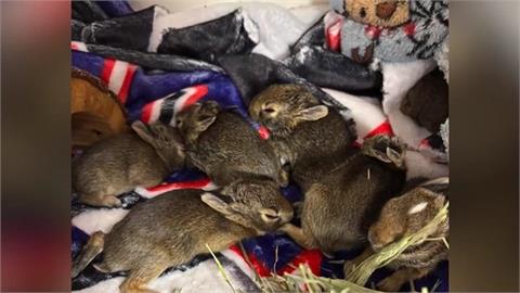 狠心！8隻小兔子被丟車出外棄養　目擊民眾報警救回7隻