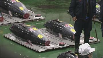 豐洲市場新春鮪魚競標　僅拍出570萬台幣