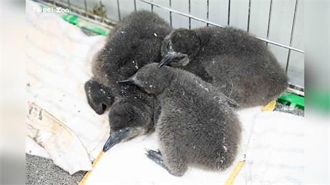 快新聞／萌翻！迎來超萌寶寶潮　台北動物園「這1動物」幼兒園開張