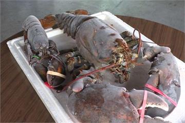 「巨無霸」龍蝦螯比手臂長 業者捐贈做標本