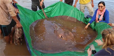 柬埔寨漁民超狂！僅靠魚鉤釣起4公尺「巨大淡水魟魚」　重達180公斤