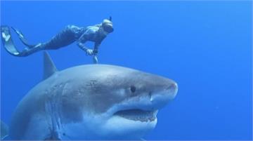 史上最大！6米大白鯊現蹤夏威夷與人共游