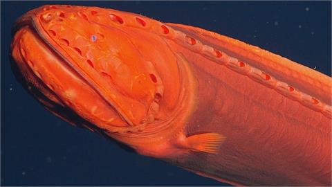 34年只發現18次！加州深海「亮橙色」神秘魚影片曝光