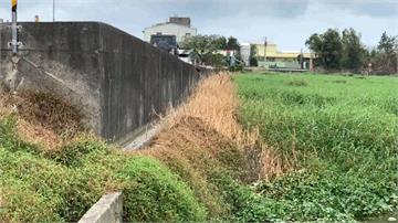 翠綠草叢變枯黃？新竹豆子埔溪疑遭噴除草劑