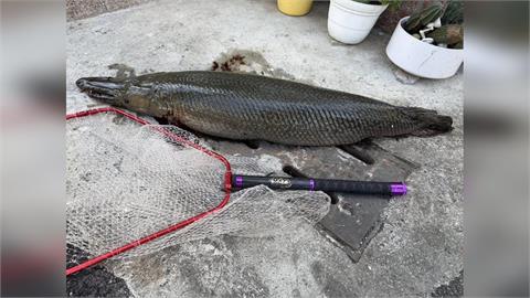 嘉義放生池現「鱷雀鱔」啃光魚群！店家祭「通緝令」：釣到請喝咖啡1個月