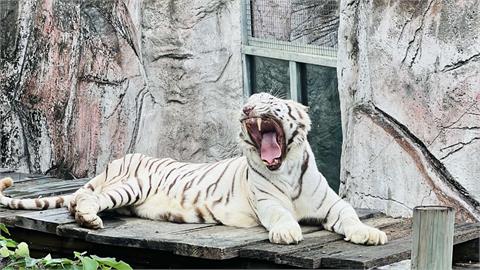 快新聞／感謝風災救援英雄辛勞！　壽山動物園憑證「年底前免費入園」