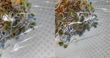 花8千吃米其林綠星餐廳「餐點卻見活馬陸」　他超傻眼：換盤竟然還在