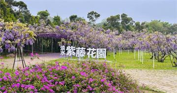 淡水紫藤花園宣布關閉！　創辦人嘆「8年來頻遭檢舉」：壓力太大