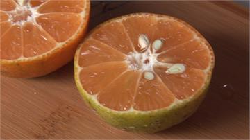 像橘子又像柳丁！台灣原生「扁實檸檬」成養生聖品