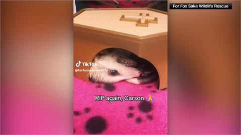 一天死好幾回！　美國負鼠「裝死」網路爆紅
