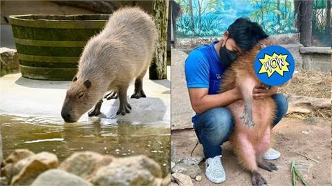 泰國水豚君遭飼養員「強抱」超厭世表情暴紅！網笑：完全是我的社畜日常
