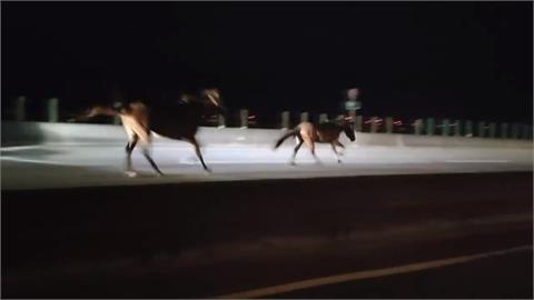 嚇！　西濱快速道路＂馬兒狂奔＂　 轎車閃避不及迎面撞亡