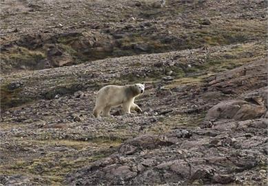 格陵蘭北極熊出沒攻擊人類　恐遭射殺