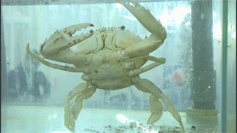 秋冬螃蟹季　海洋大學師生推「雙花計畫」　人工培育花蟹維持海洋生態