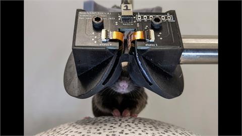 研究失智症新方法！　老鼠戴上VR眼鏡　評估藥物療效