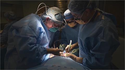 美國腎臟移植實驗突破！「基改豬腎移植人體54小時」未見排斥