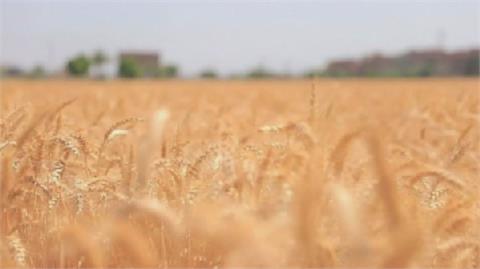玉米小麥狂漲逾六成 聯合國:全球糧荒就在眼前