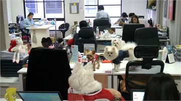 辦公室氣氛變活潑 泰國公司鼓勵帶狗來上班