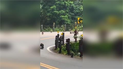 日月潭環潭公路猴群現蹤！　民眾笑「猴子大哥要出征了」
