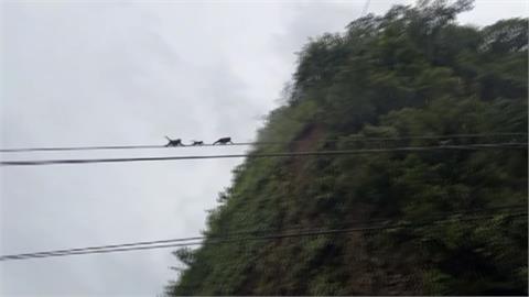 猴群凌波微步走高空電纜 突襲荔枝園