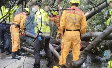 逢甲老榕樹倒塌壓學生1死3傷　碩一生送醫不治