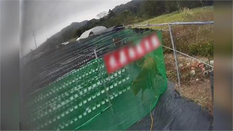 果園遭牛隻闖入「吃草莓、踐踏」　　新竹動保所將調查
