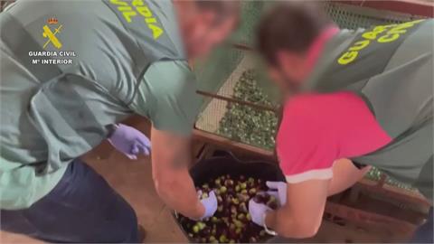 極端天氣產量大減　西班牙竊盜集團狂偷72噸橄欖
