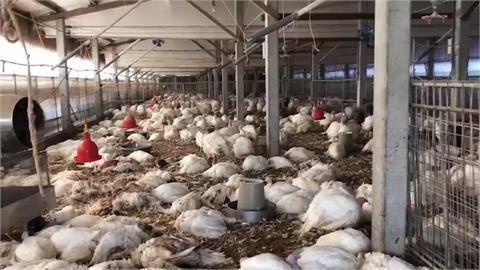 快新聞／彰化竹塘蛋雞場染H5N2禽流感　1.6萬隻蛋雞遭撲殺